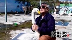 Лебединая дружба. Видели видео? Фрагмент выпуска от 16.06.2019
