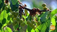 Дачная экономика: почем свои огурчики? Доброе утро. Фрагмент выпуска от 18.06.2019
