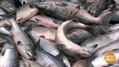 Ловись, рыбка, большая и… большая! Доброе утро. Фрагмент выпуска от 18.06.2019