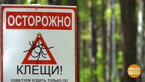 Если укусил клещ. Доброе утро. Фрагмент выпуска от 20.06.2019