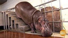 Сколько весит бегемотиха Яна? Доброе утро. Фрагмент выпуска от 20.06.2019