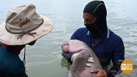 В мире. Морская корова — сирота. Доброе утро. Фрагмент выпуска от 24.06.2019