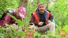 По грибы, по ягоды с Дмитрием Талабуевым. Доброе утро. Фрагмент выпуска от 25.06.2019