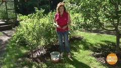 Крыжовник, будь слаще! Доброе утро. Фрагмент выпуска от 01.07.2019