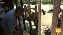 В мире. Носороги летят в Африку. Доброе утро. Фрагмент выпуска от 02.07.2019