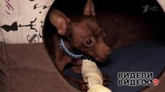 Один дома: домашние питомцы шоумена Оганеса Григоряна. Видели видео? Фрагмент выпуска от 07.07.2019