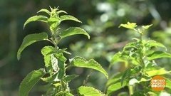 Хочешь щи — крапиву ищи! Доброе утро. Фрагмент выпуска от 11.07.2019