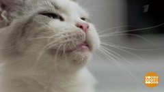 Поговори со мною, котик! Доброе утро. Фрагмент выпуска от 11.07.2019