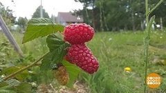 Малиновый сезон. Доброе утро. Фрагмент выпуска от 15.07.2019