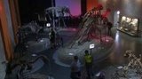В России впервые найден почти полностью сохранившийся скелет доисторического животного