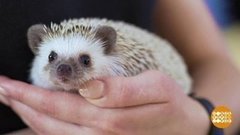 Учимся гладить ежиков. Доброе утро. Фрагмент от 18.07.2019