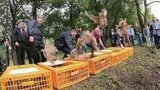 Десятки краснокнижных северокавказских фазанов выпустили в дикую природу в Кабардино-Балкарии