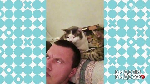 Хозяин атакован чихуахуа и кошками. Видели видео? Фрагмент выпуска от 21.07.2019