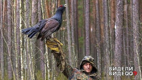 Свои среди глухарей. Видели видео? Фрагмент выпуска от 21.07.2019