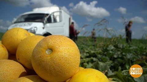 «Торпеды», «колхозницы» и другие дыни. Доброе утро. Фрагмент выпуска от 22.07.2019