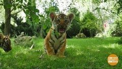 День тигра: сплошное ми-ми-ми. Доброе утро. Фрагмент выпуска от 29.07.2019