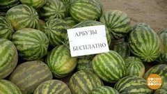 Возьмите арбузы! Бесплатно! Доброе утро. Фрагмент выпуска от 31.07.2019
