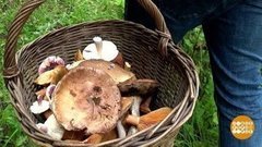 Ушел за грибами и не вернулся… Доброе утро. Фрагмент выпуска от 05.08.2019