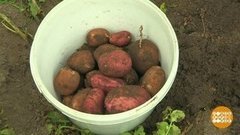 Пойдем копать картошку! Доброе утро. Фрагмент выпуска от 07.08.2019