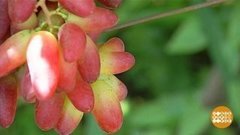 Кубанский виноград. Ну просто «Карнавал»! Доброе утро. Фрагмент выпуска от 07.08.2019