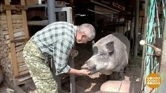 Конфеты для кабанихи Маши. Доброе утро. Фрагмент выпуска от 07.08.2019