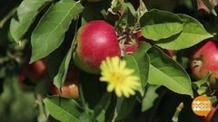 Собираем первые яблоки! Доброе утро. Фрагмент выпуска от 08.08.2019