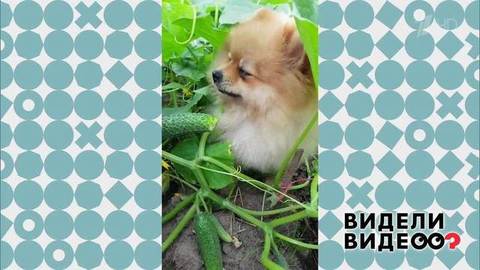 Шпиц-огородник. Видели видео? Фрагмент выпуска от 11.08.2019