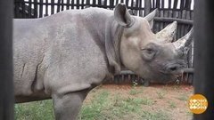В мире. Прибытие редких носорогов. Доброе утро. Фрагмент выпуска от 12.08.2019