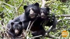 В мире. Колония андских медведей. Доброе утро. Фрагмент выпуска от 13.08.2019