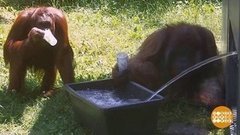 В мире. Помощь орангутанам в жару. Доброе утро. Фрагмент выпуска от 13.08.2019