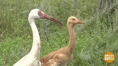 Привет, журавлики! Доброе утро. Фрагмент выпуска от 13.08.2019