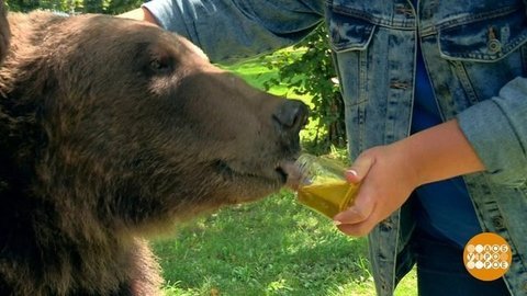 Меда много не бывает! Доброе утро. Фрагмент выпуска от 14.08.2019