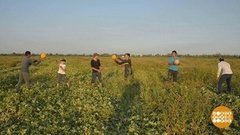 Заработки садовые и полевые. Доброе утро. Фрагмент выпуска от 14.08.2019