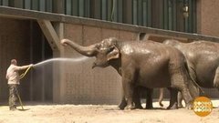 В мире. Спасает холодная вода. Доброе утро. Фрагмент выпуска от 15.08.2019