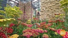 «Сады и люди» на ВДНХ. Доброе утро. Фрагмент выпуска от 15.08.2019