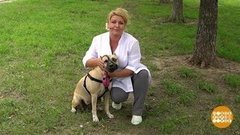 Прогулка с большой собакой. Доброе утро. Фрагмент выпуска от 15.08.2019