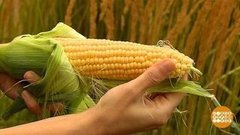 Кукуруза: чистое золото! Доброе утро. Фрагмент выпуска от 16.08.2019