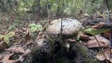Все больше случаев смертельного отравления грибами, которые только выглядят как съедобные