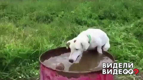 Джек-рассел достает мяч из бочки. Видели видео? Фрагмент выпуска от 18.08.2019