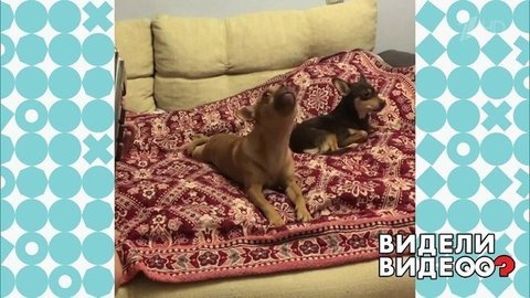 Чихуахуа поет под аккордеон. Видели видео? Фрагмент выпуска от 18.08.2019