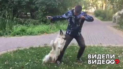 Собака танцует под музыку. Видели видео? Фрагмент выпуска от 18.08.2019