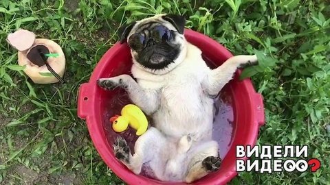 Мопс в персональном джакузи. Видели видео? Фрагмент выпуска от 18.08.2019