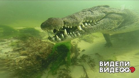 Заплыв с крокодилами. Видели видео? Фрагмент выпуска от 18.08.2019