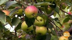 Яблочный Спас: о яблоках и не только. Доброе утро. Фрагмент выпуска от 19.08.2019