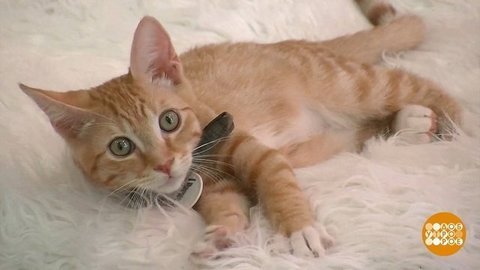В мире. Кафе с котятами. Доброе утро. Фрагмент выпуска от 20.08.2019