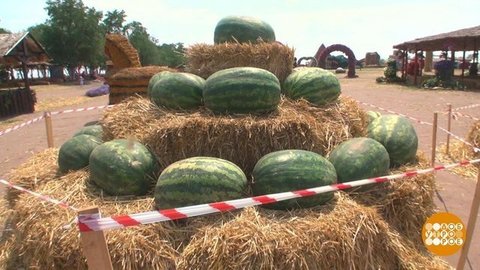 Арбуз толстеет… Доброе утро. Фрагмент выпуска от 20.08.2019