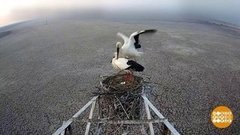 Аисты, улыбнитесь, вас снимают! Доброе утро. Фрагмент выпуска от 20.08.2019