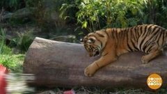 В мире. Тройня суматранских тигров. Доброе утро. Фрагмент выпуска от 22.08.201