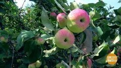 Яблони, спасибо за яблочки! Доброе утро. Фрагмент выпуска от 22.08.2019