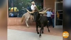 В мире. Обуздали буйного быка. Доброе утро. Фрагмент выпуска от 23.08.2019